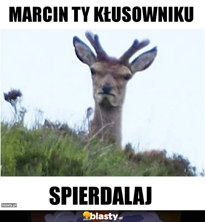 Marcin ty kłusowniku