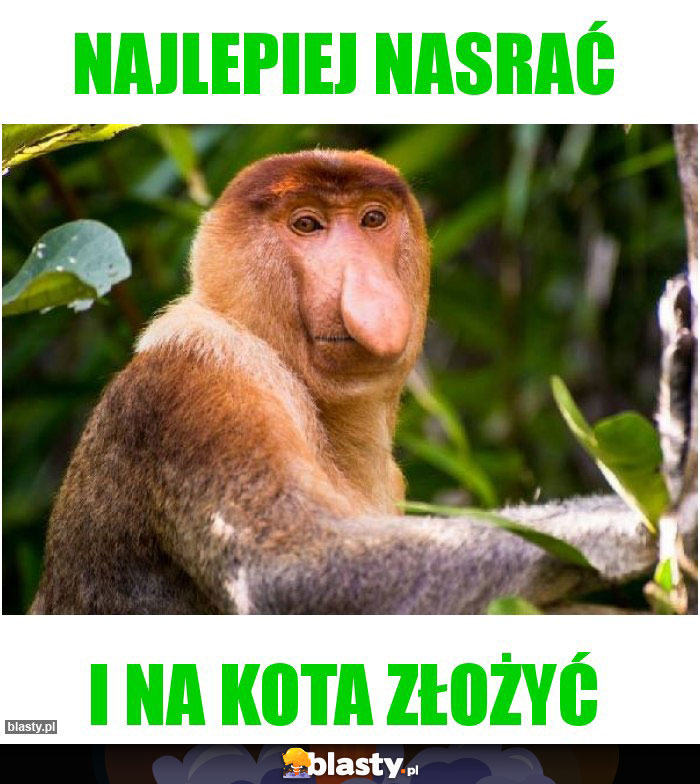 Najlepiej nasrać Najlepiej nasrać