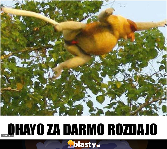 OHAYO ZA DARMO ROZDAJO
