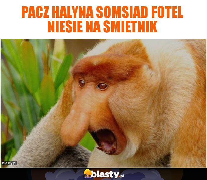 PACZ HALYNA SOMSIAD FOTEL NIESIE NA SMIETNIK