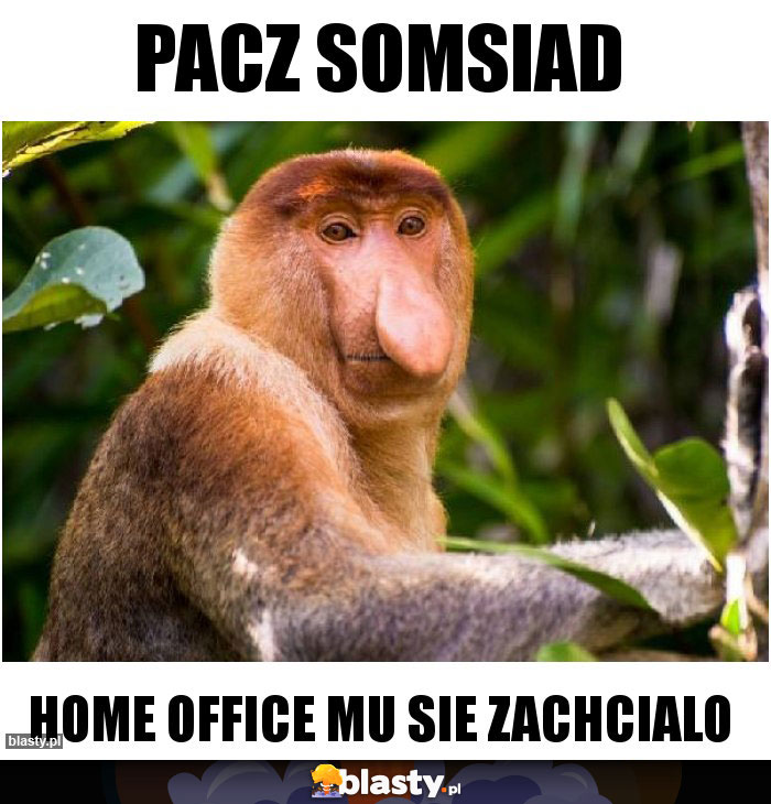 Pacz somsiad