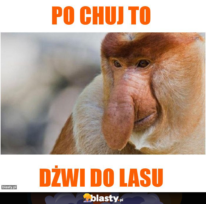 Po chuj to