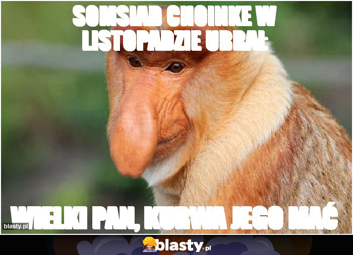 SOMSIAD CHOINKE W LISTOPADZIE UBRAŁ