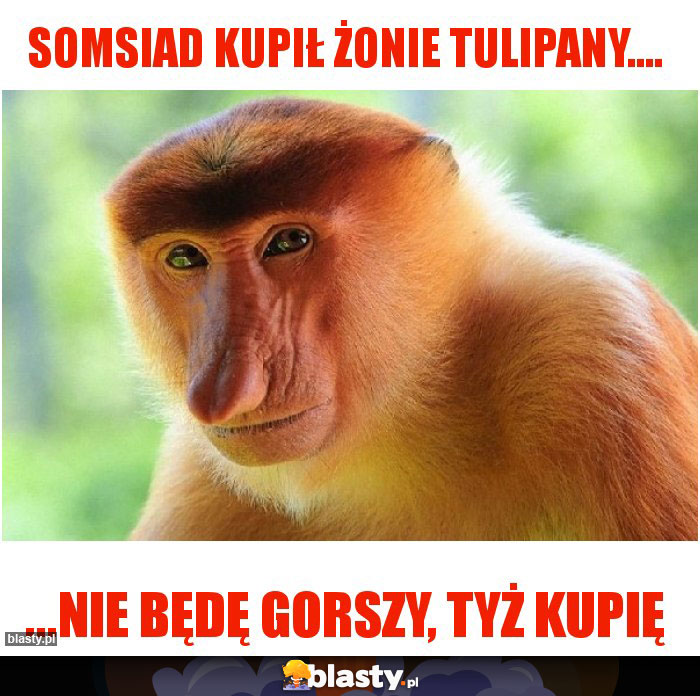 Somsiad kupił żonie tulipany....