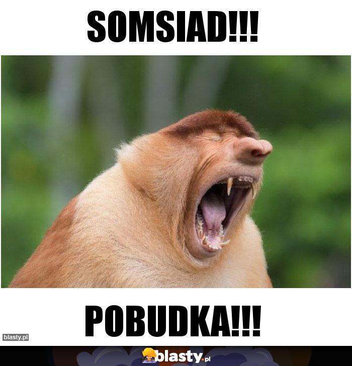 Somsiad!!!