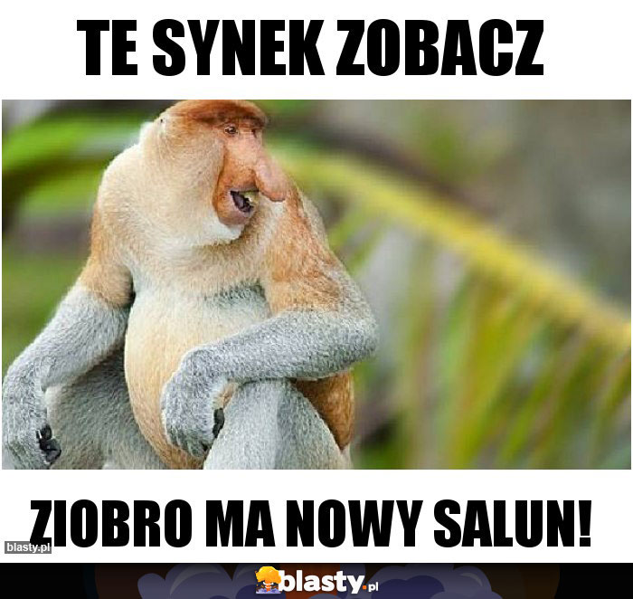 Te Synek zobacz
