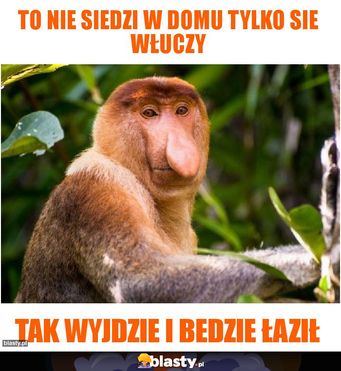 To nie siedzi w domu tylko sie włuczy