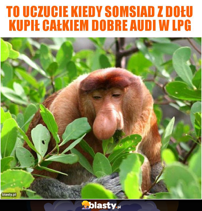 to uczucie kiedy somsiad z dołu kupił całkiem dobre audi w lpg to uczucie kiedy somsiad z dołu kupił całkiem dobre audi w lpg