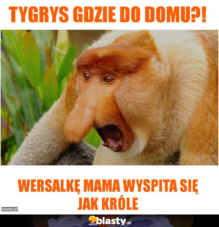 Tygrys gdzie do domu?!