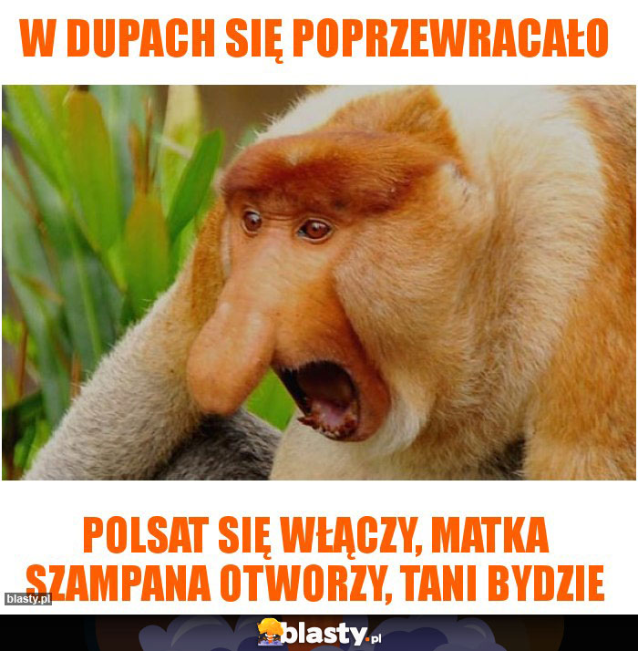 W dupach się poprzewracało W dupach się poprzewracało