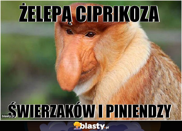 ŻELEPĄ CIPRIKOZA