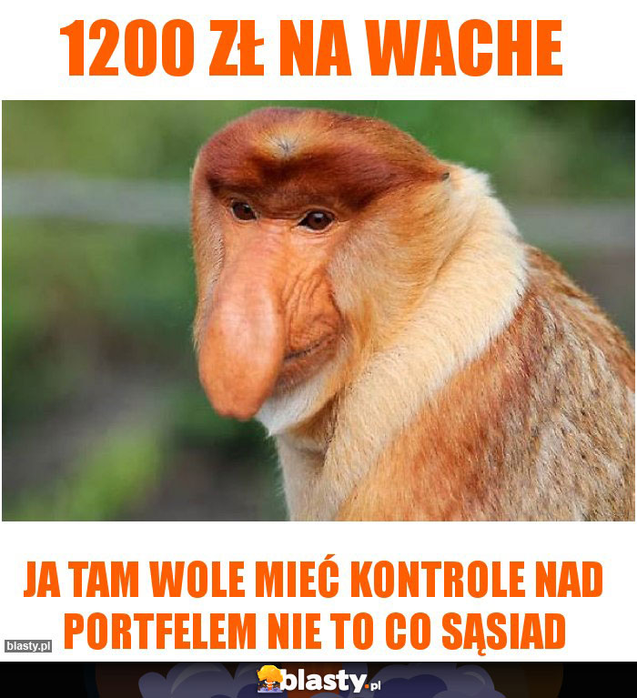 1200 zł na wache