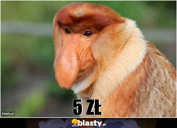5 zł