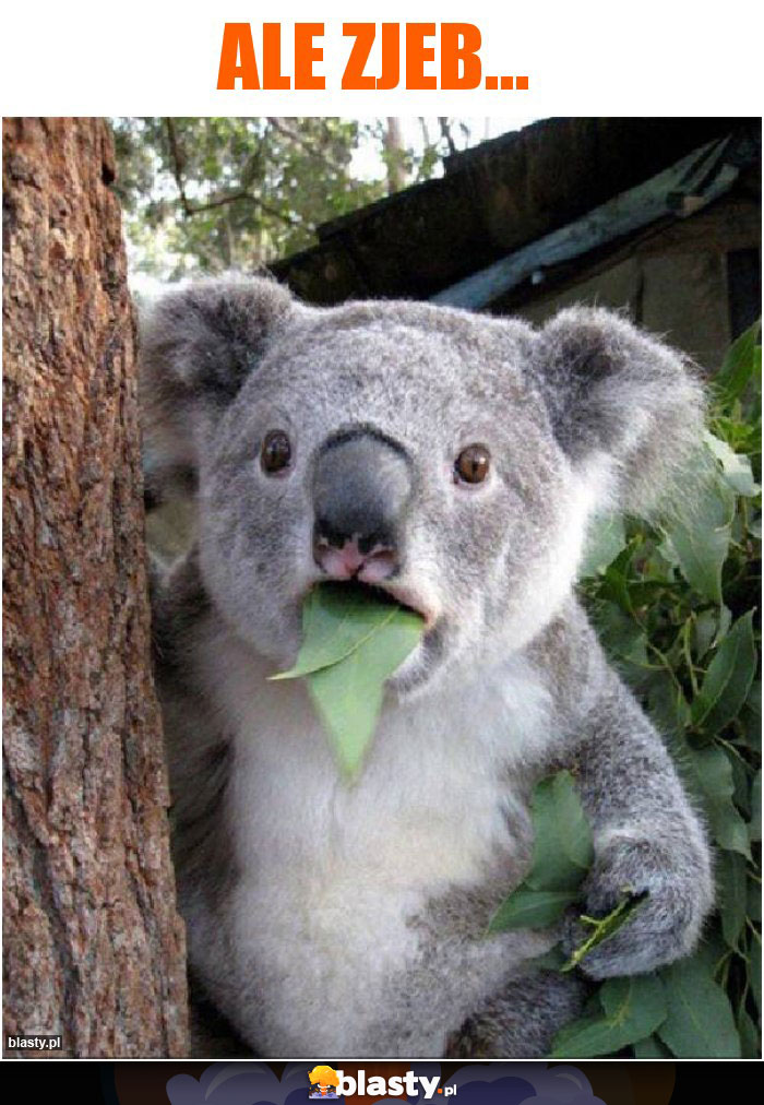 Ale zjeb...