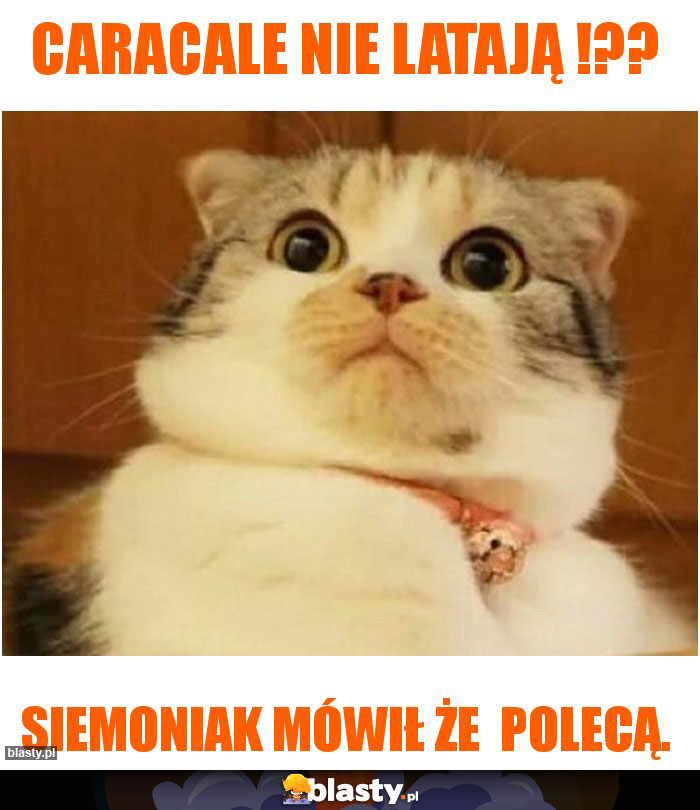 Caracale nie latają !??