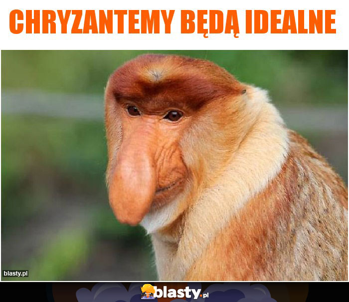 Chryzantemy będą idealne