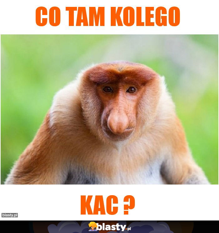 Co tam kolego Co tam kolego