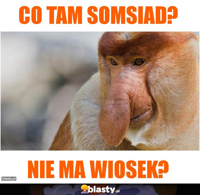 Co tam somsiad?
