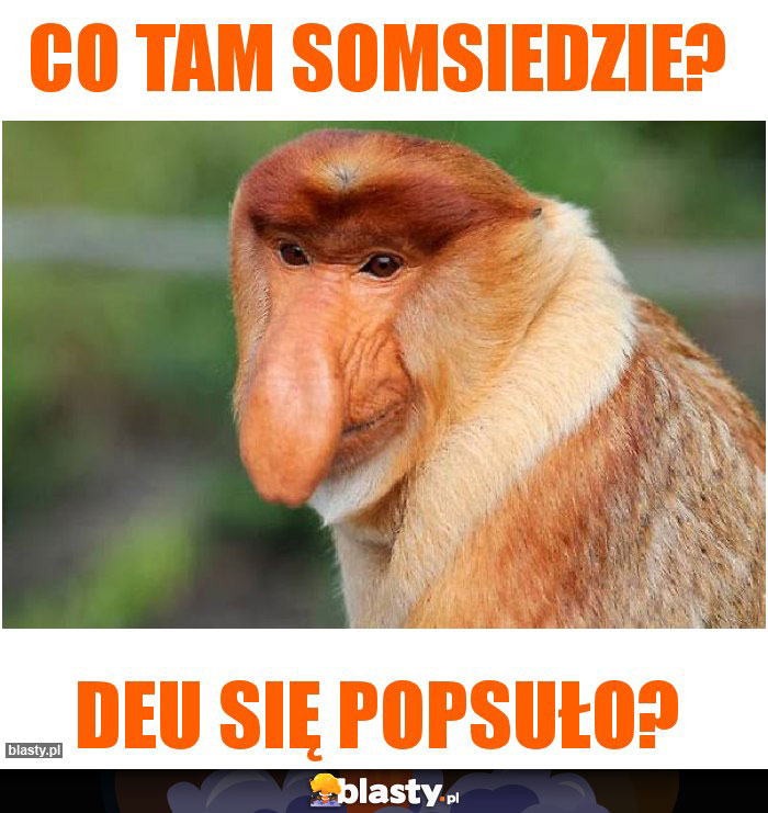 Co tam somsiedzie?
