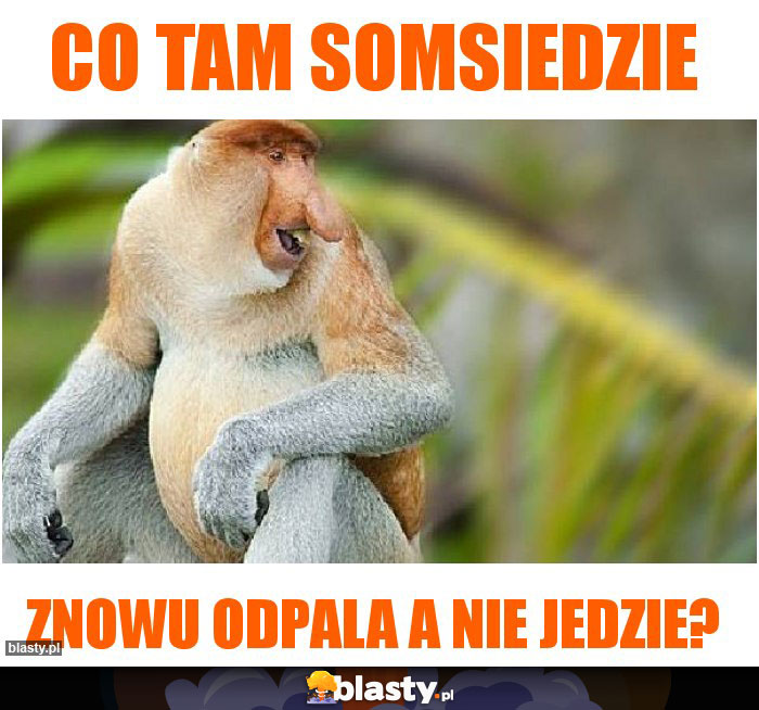 Co tam somsiedzie