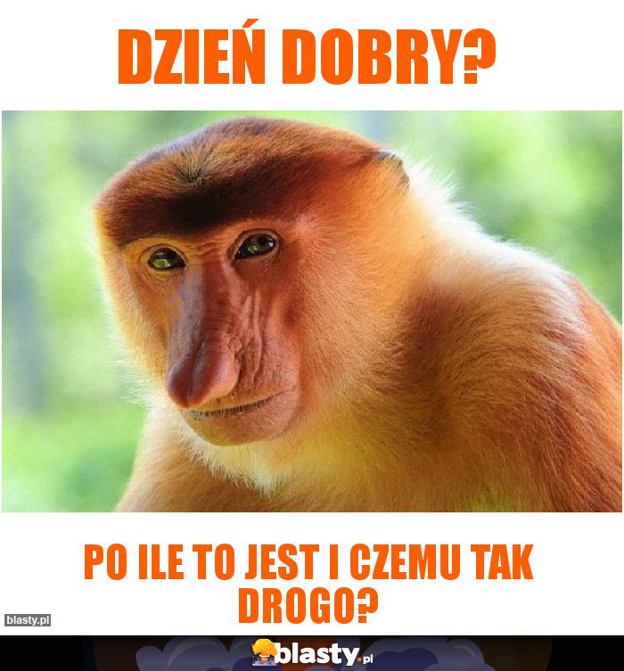 dzień dobry? dzień dobry?