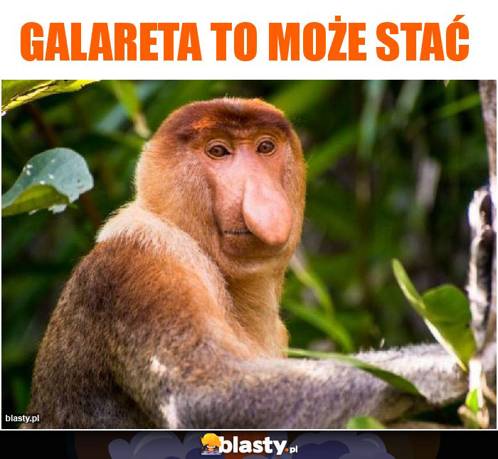 Galareta to może stać