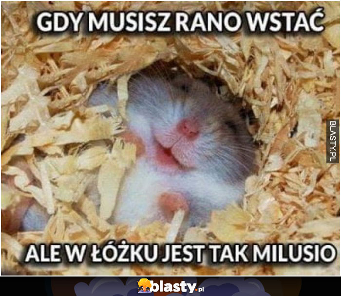 Gdy musisz rano wstać - ale w łóżku jest tak milusio