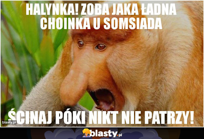 Halynka! Zoba jaka ładna choinka u somsiada Halynka! Zoba jaka ładna choinka u somsiada