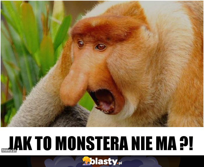 Jak to monstera nie ma ?!