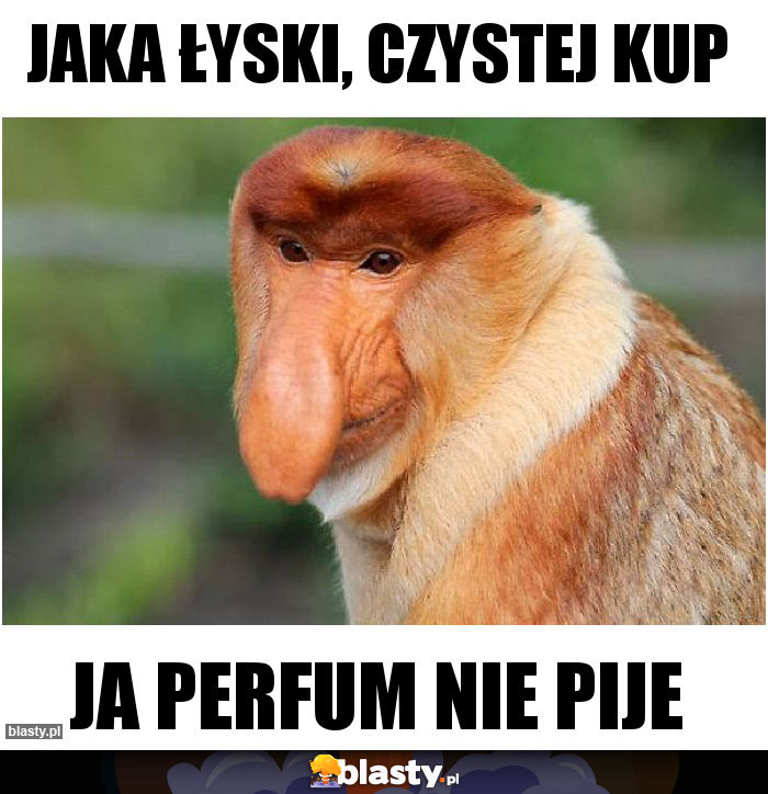 jaka łyski, czystej kup jaka łyski, czystej kup