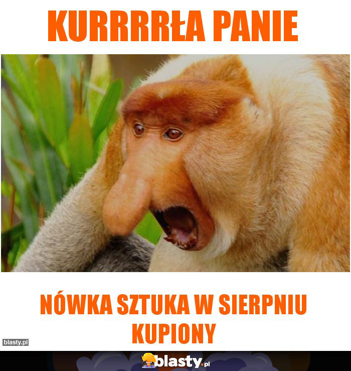 kurrrrła panie