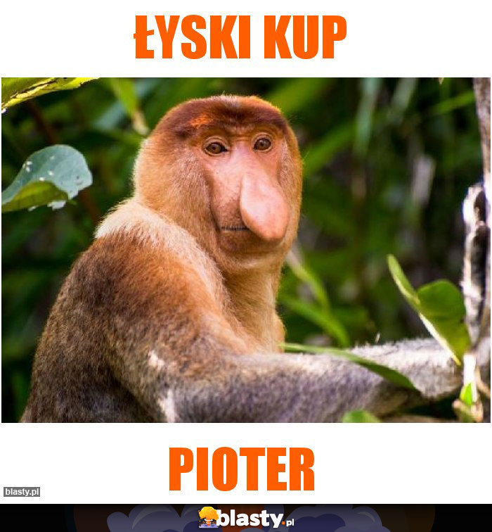 łyski kup