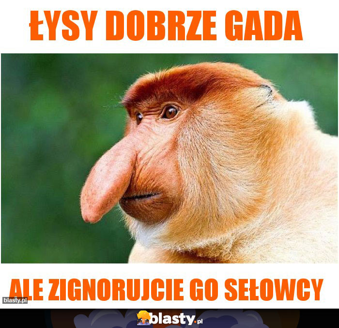 łysy dobrze gada łysy dobrze gada
