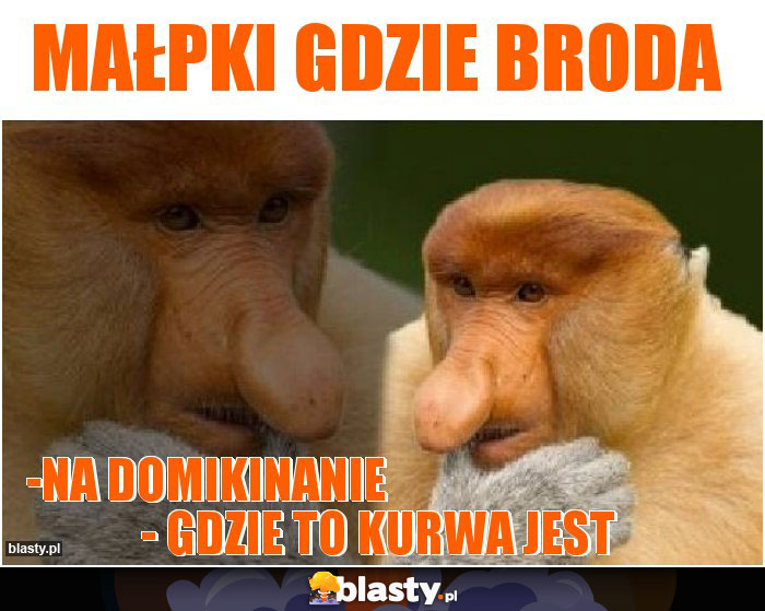 Małpki gdzie broda