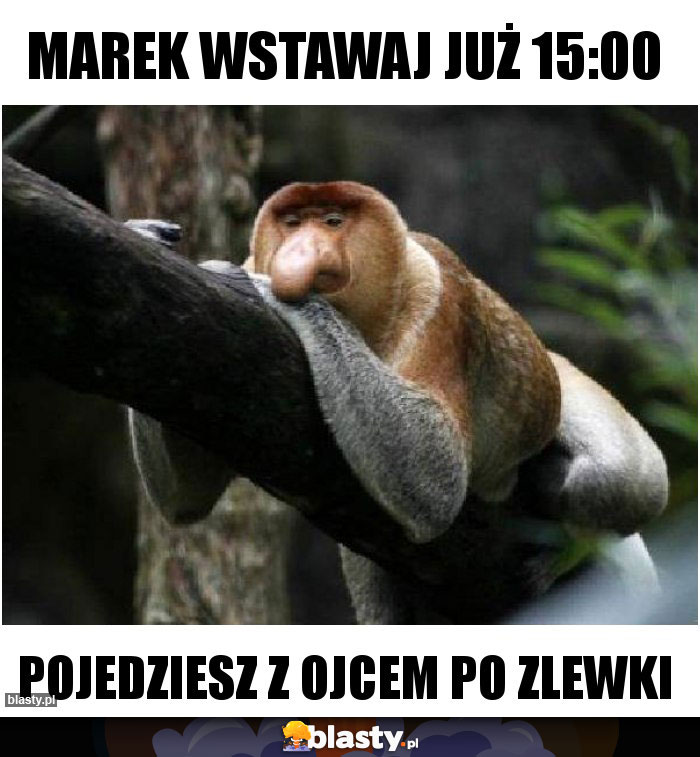 Marek wstawaj już 15:00