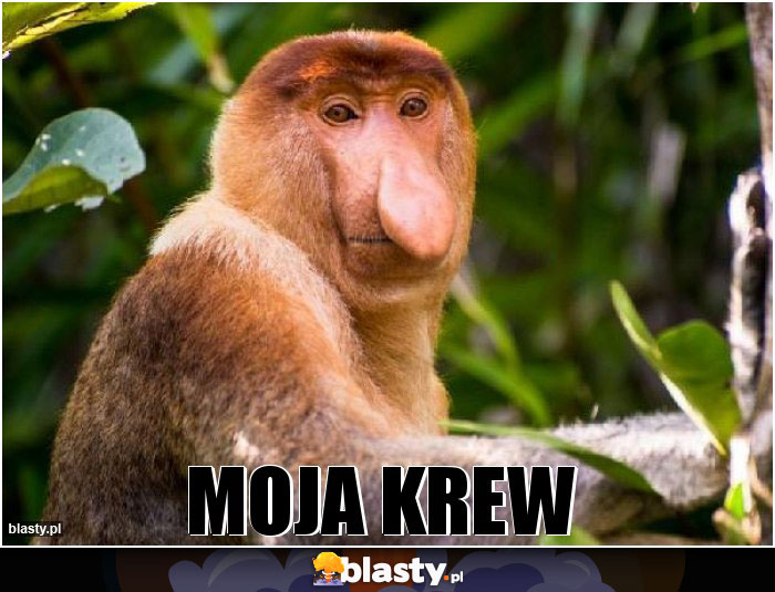 Moja krew