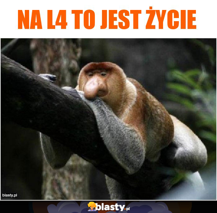 Na L4 to jest życie Na L4 to jest życie