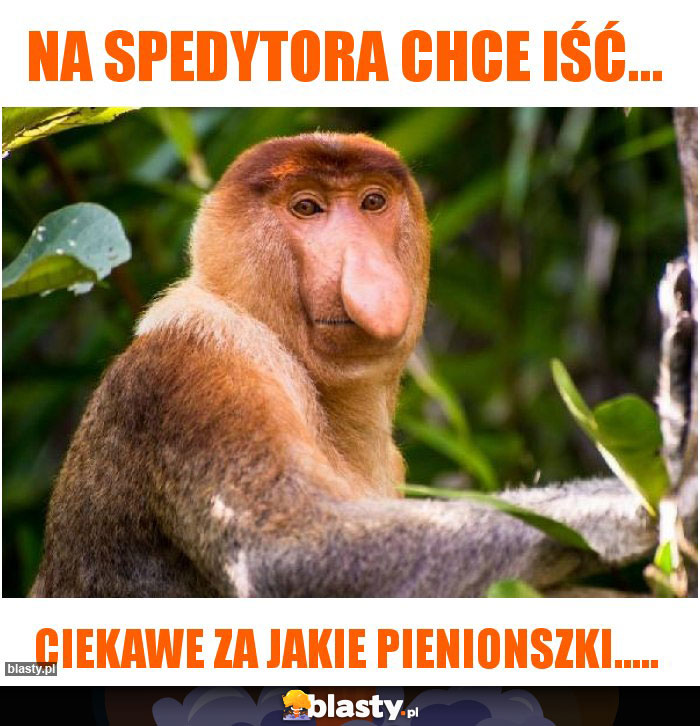 Na spedytora chce iść...