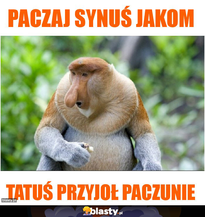 Paczaj synuś jakom