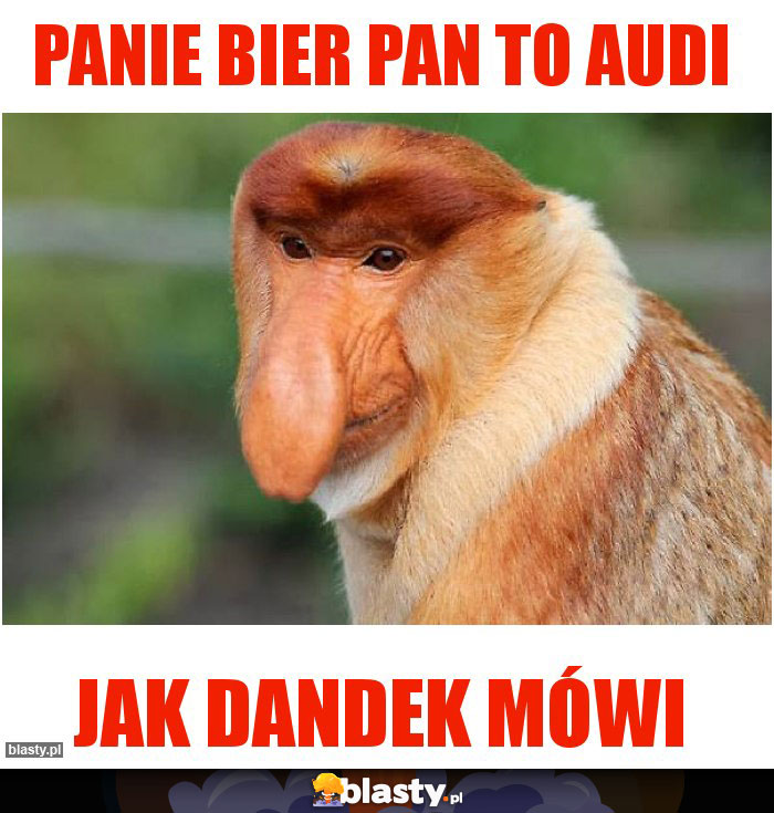 Panie bier pan to Audi
