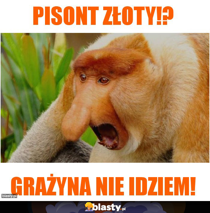 PISONT ZŁOTY!?