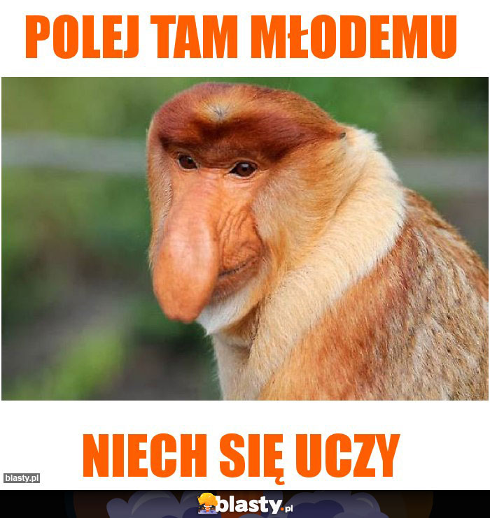 Polej tam młodemu Polej tam młodemu
