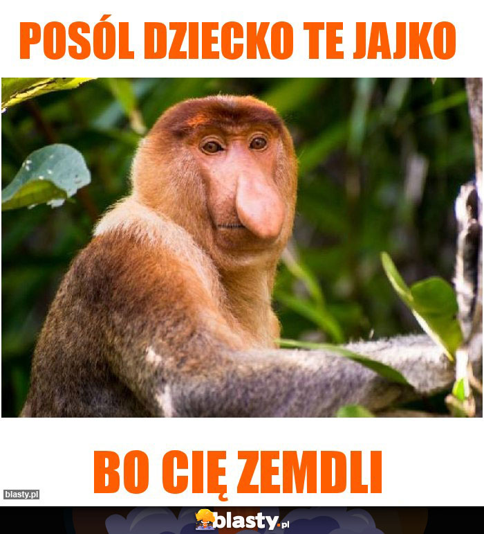 Posól dziecko te jajko