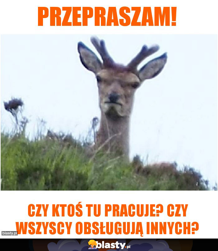 Przepraszam!