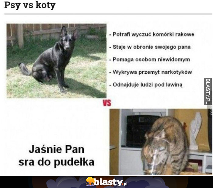 Psy vs koty