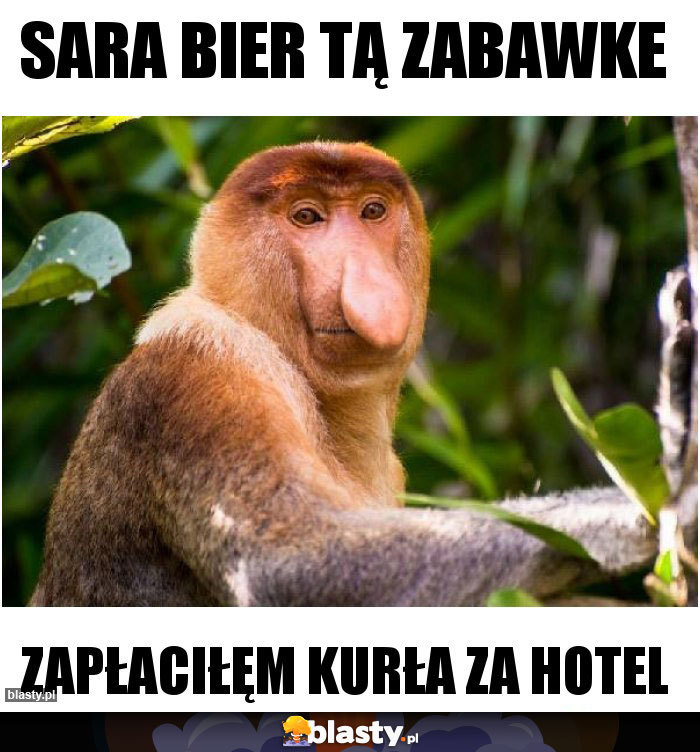Sara bier tą zabawke