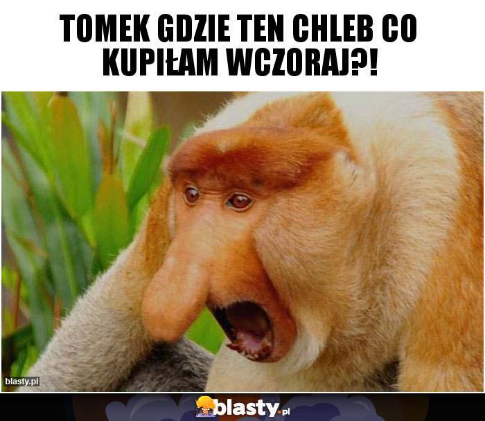 Tomek gdzie ten chleb co kupiłam wczoraj?!