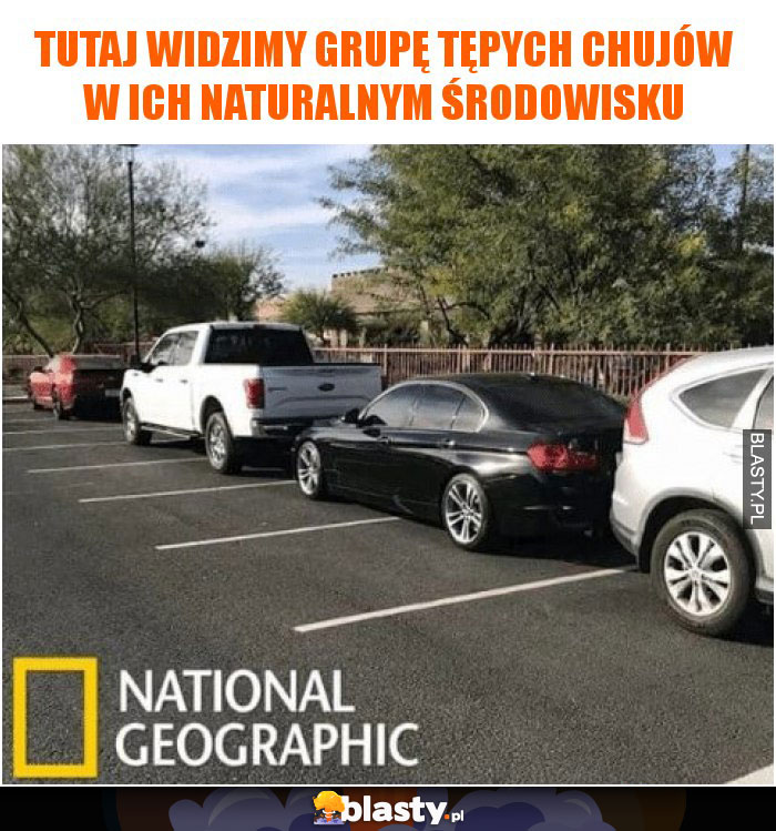 Tutaj widzimy grupę tępych chujów w ich naturalnym środowisku