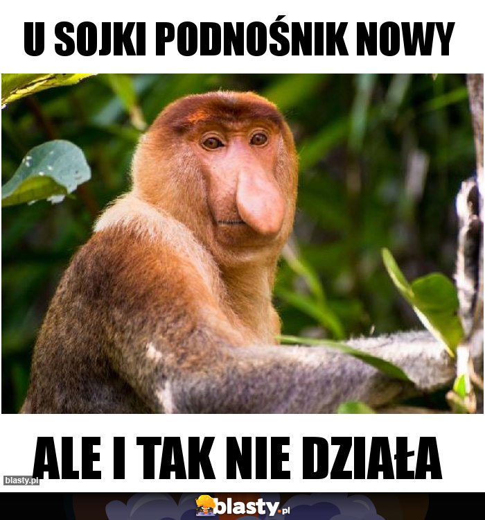 U Sojki podnośnik nowy