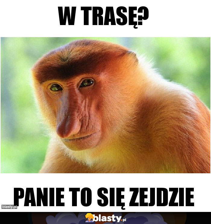 W TRASĘ?
